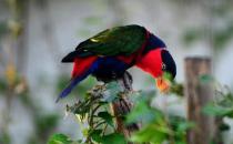 黑頂吸蜜鸚鵡的簡介 黑頂吸蜜鸚鵡的產地