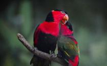 黑頂吸蜜鸚鵡的飼養(yǎng)方法 黑頂吸蜜鸚鵡的價(jià)格