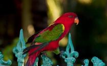 喋喋吸蜜鸚鵡的簡介 喋喋吸蜜鸚鵡的產地