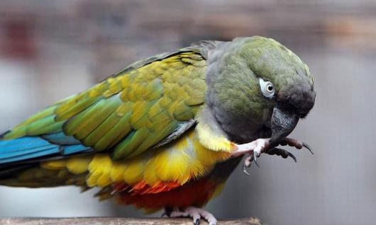 黑帽錐尾鸚鵡的簡介 黑帽錐尾鸚鵡的產(chǎn)地