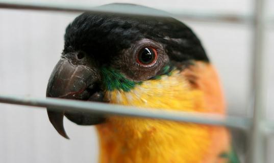 黑頭凱克鸚鵡是什么？黑頭凱克鸚鵡的生活習性