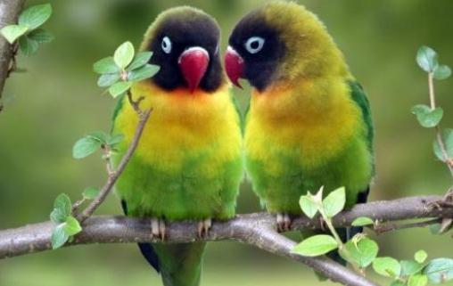 黑頭凱克鸚鵡如何繁殖？黑頭凱克鸚鵡的飼養方法