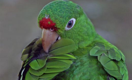 紅額金剛鸚鵡的飼養方法 紅額金剛鸚鵡的價格