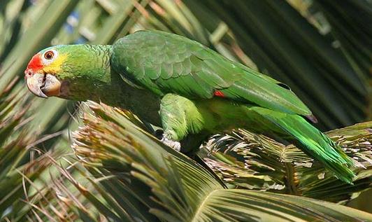 紅額亞馬遜鸚鵡的飼養方法 紅額亞馬遜鸚鵡的價格