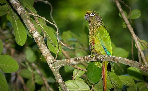 紅腹金剛鸚鵡產自哪里?紅腹金剛鸚鵡的簡介