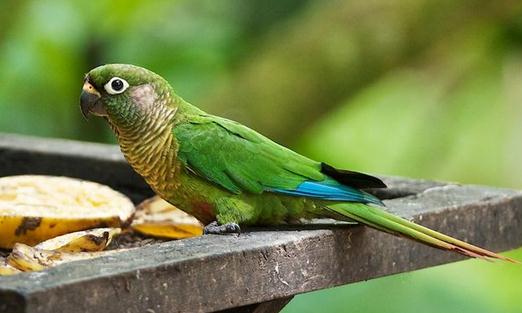 紅腹金剛鸚鵡的價格 紅腹金剛鸚鵡的飼養(yǎng)方法