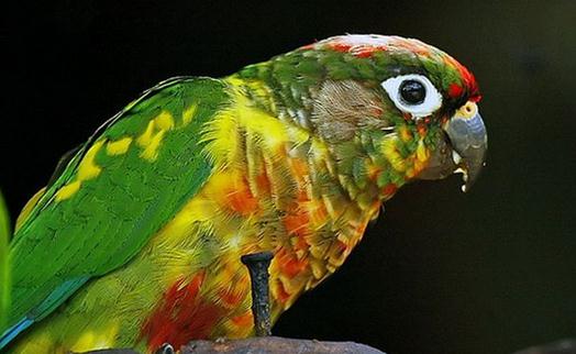 紅腹鸚鵡多少錢能買?紅腹鸚鵡的飼養方法