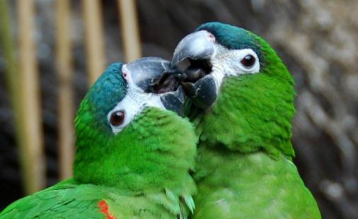 紅肩金剛鸚鵡產自哪里?紅肩金剛鸚鵡的簡介