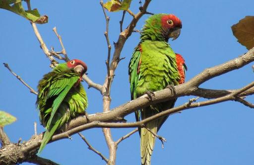 紅面具錐尾鸚鵡的飼養(yǎng)方法 紅面具錐尾鸚鵡的價(jià)格