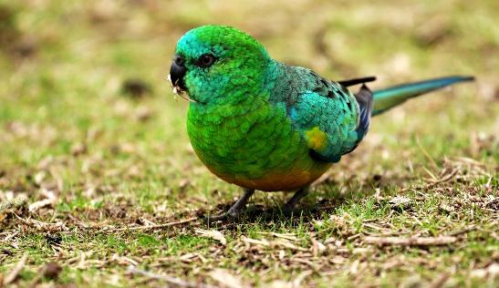 紅腰鸚鵡產自哪里？紅腰鸚鵡的簡介