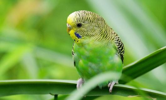 虎皮鸚鵡是怎樣的?虎皮鸚鵡的產地