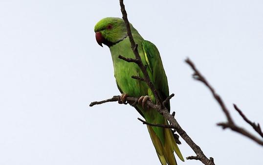 環頸鸚鵡的飼養方法 環頸鸚鵡的生存環境