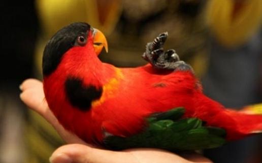 黃兜吸蜜鸚鵡的簡介 黃兜吸蜜鸚鵡產地