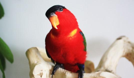 黃兜吸蜜鸚鵡多少錢能買？黃兜吸蜜鸚鵡的飼養方法