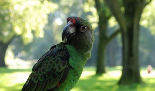 賈丁氏鸚鵡的飼養方法 賈丁氏鸚鵡的繁殖方法