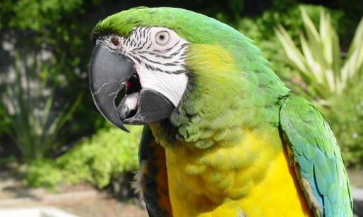 軍艦金剛鸚鵡的簡介 軍艦金剛鸚鵡的產地