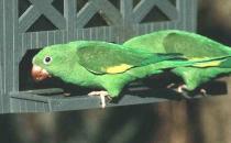 黑帽錐尾鸚鵡的體型 黑帽錐尾鸚鵡的飼養方法