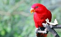 紅色吸蜜鸚鵡的飼養方法 紅色吸蜜鸚鵡的價格