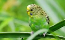 虎皮鸚鵡是怎樣的？虎皮鸚鵡的產地