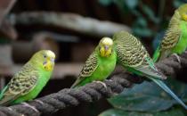 虎皮鸚鵡怎么分公母？虎皮鸚鵡會長大嗎？