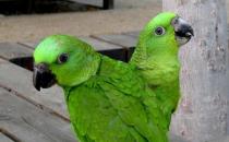黃頸亞馬遜鸚鵡的簡介 黃頸亞馬遜鸚鵡的產地