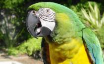 軍艦金剛鸚鵡的簡介 軍艦金剛鸚鵡的產地