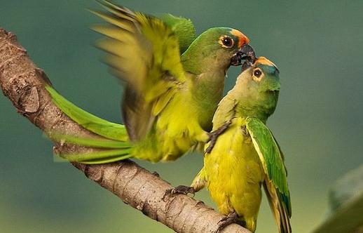 藍喉錐尾鸚鵡產(chǎn)自哪里?藍喉錐尾鸚鵡的簡介