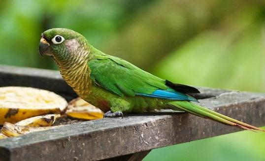藍喉錐尾鸚鵡如何繁殖？藍喉錐尾鸚鵡的飼養方法