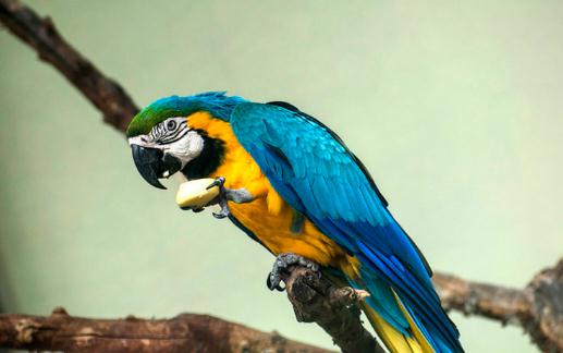 藍黃金剛鸚鵡的簡介 藍黃金剛鸚鵡的生活環境