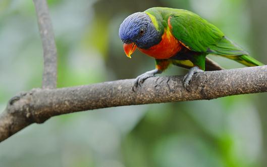 藍頭鸚鵡是怎樣的?藍頭鸚鵡的產地