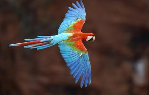 綠翅金剛鸚鵡是怎樣的?綠翅金剛鸚鵡的特征