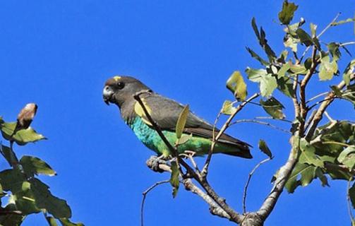 邁耶氏鸚鵡的簡介 邁耶氏鸚鵡的產地