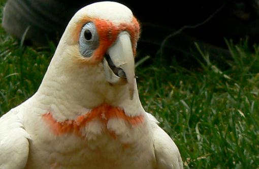 米切氏鳳頭鸚鵡簡介 米切氏鳳頭鸚鵡產(chǎn)地