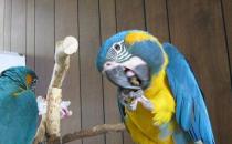 藍喉金剛鸚鵡的飼養方法 藍喉金剛鸚鵡的價格