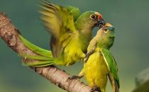 藍喉錐尾鸚鵡產自哪里？藍喉錐尾鸚鵡的簡介