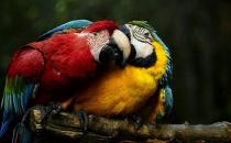 栗額金剛鸚鵡的簡介 栗額金剛鸚鵡的產(chǎn)地