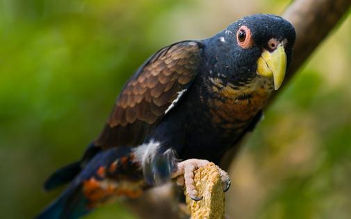 青銅翅鸚鵡的產(chǎn)地 青銅翅鸚鵡的簡介