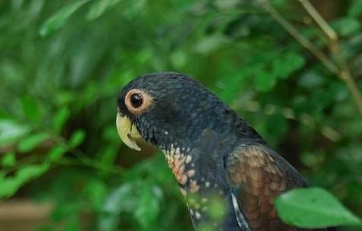 青銅翅鸚鵡的價格 青銅翅鸚鵡的飼養(yǎng)方法