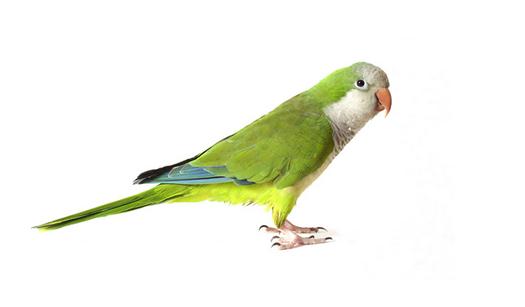 太平洋鸚鵡的外形有什么特征?