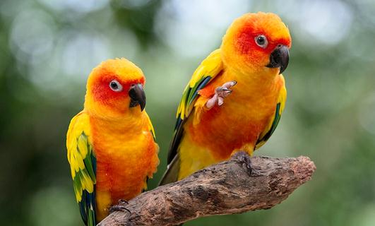 太陽錐尾鸚鵡的飼養(yǎng)方法 太陽錐尾鸚鵡的價格