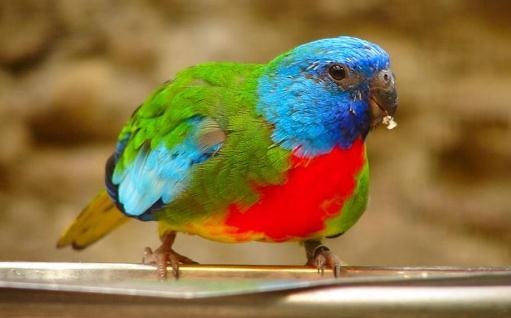 鮮紅胸鸚鵡如何飼養?鮮紅胸鸚鵡的產地