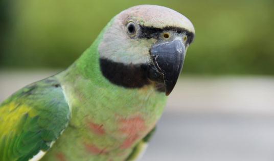 如何訓練小緋胸鸚鵡說話？