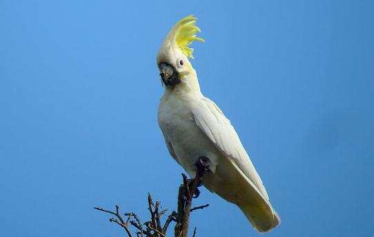 小葵花鳳頭鸚鵡的簡介 小葵花鳳頭鸚鵡的產地