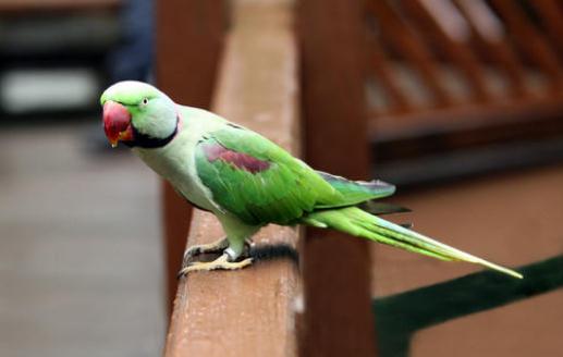 亞歷山大鸚鵡的簡介 亞歷山大鸚鵡的產(chǎn)地