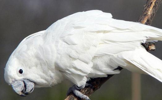 雨傘鳳頭鸚鵡多少錢一只？雨傘鳳頭鸚鵡的簡(jiǎn)介