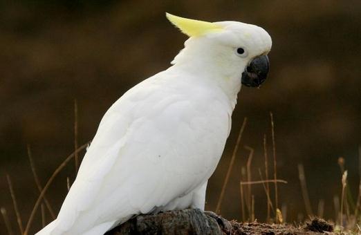 雨傘鳳頭鸚鵡應(yīng)該如何飼養(yǎng)?