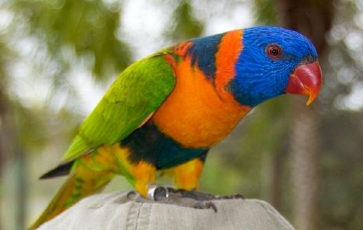 珍達錐尾鸚鵡的簡介 珍達錐尾鸚鵡的產地