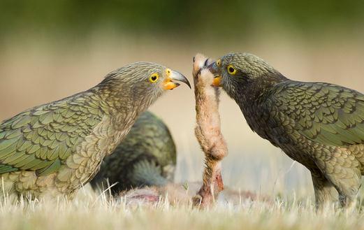 啄羊鸚鵡應該如何飼養？