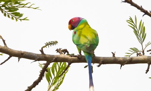 紫紅頭鸚鵡的簡(jiǎn)介 紫紅頭鸚鵡的價(jià)格