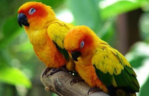 紫紅頭鸚鵡主要分布在哪里?